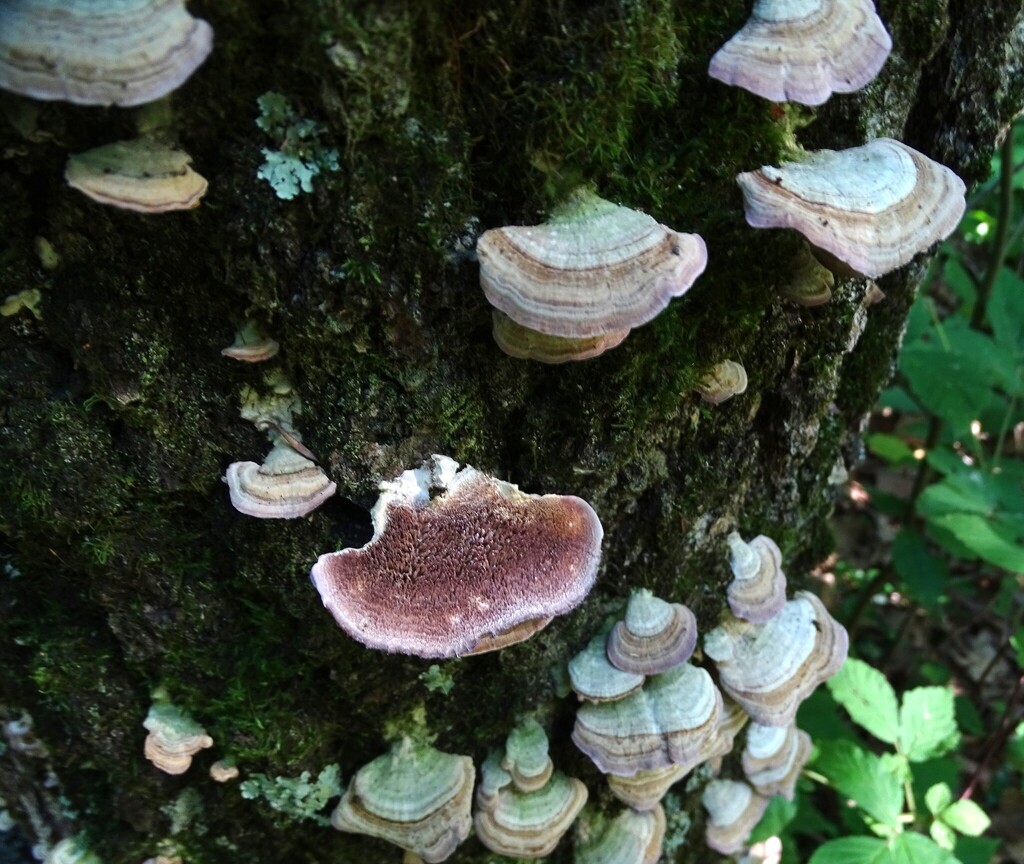 violet-toothed polypore · June 2026 · photo: Photo: (c) Shirley Zundell, some rights reserved (CC BY) · iNaturalist