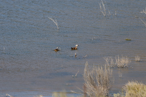 iNaturalist: (c) Grant Forbes, some rights reserved (CC BY-NC), uploaded by Grant Forbes iNaturalist image