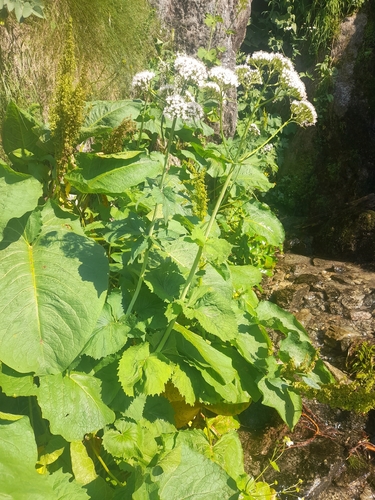 Valeriana pyrenaica, photograph 5
