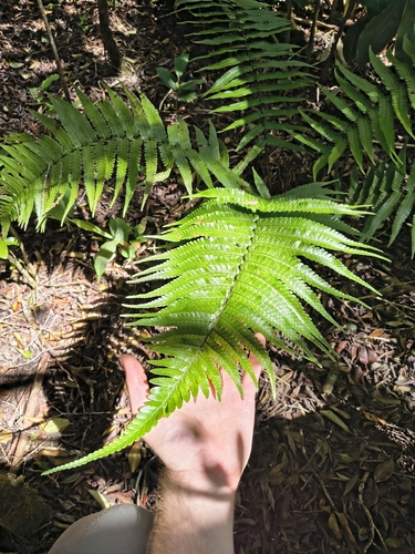 Dryopteris fuscoatra observed 2026-06-19