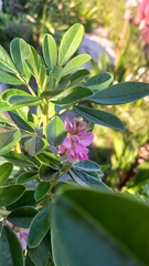 Indigofera cytisoides, photograph (c) Ian Webb, some rights reserved (CC BY)