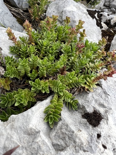 Veronica saturejoides, photograph 2