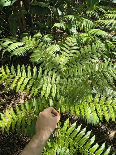 Sphaeropteris cooperi observed 2026-06-19