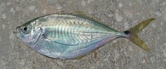 Chloroscombrus chrysurus