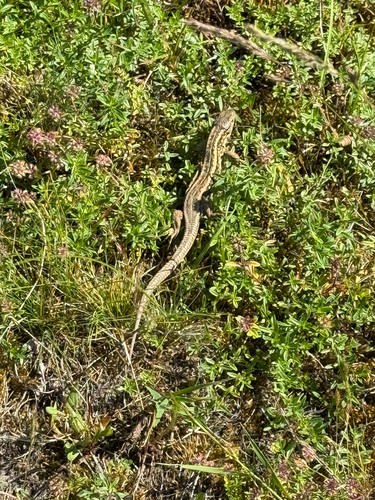 Sand Lizard