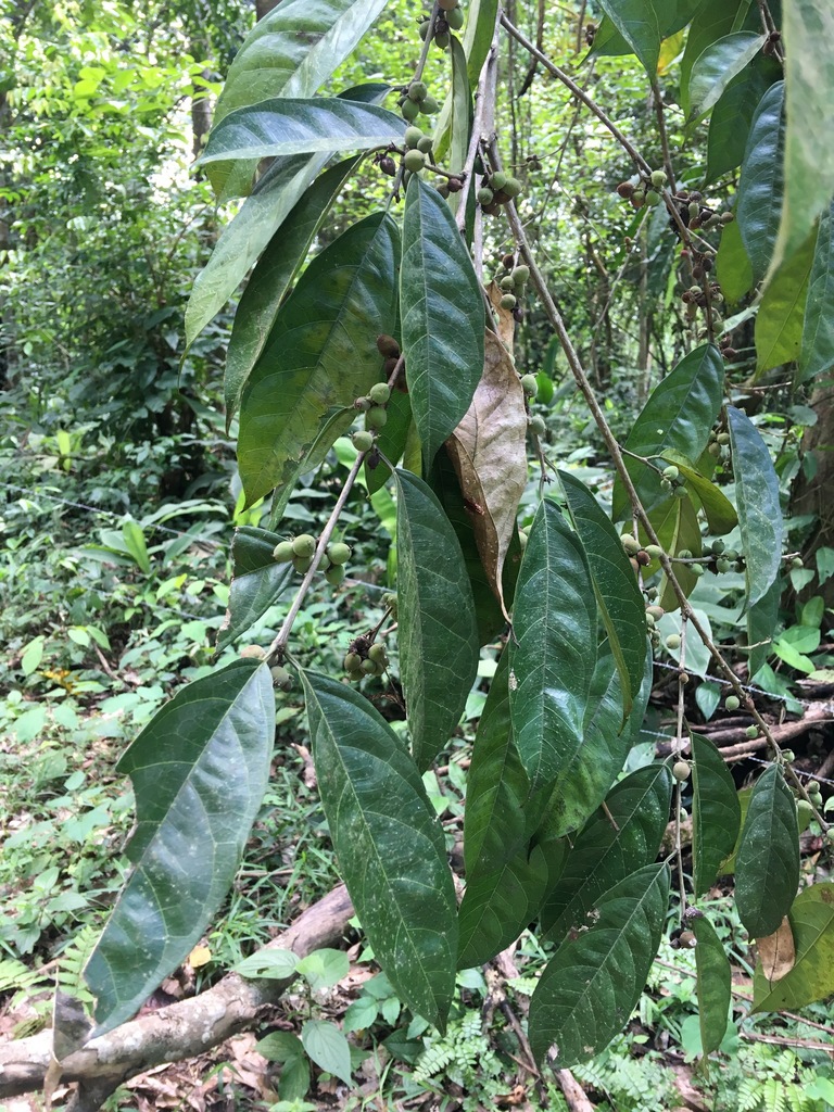 Trophis racemosa from Gandoca - Manzanillo Refuge, Talamanca, Limon, CR ...