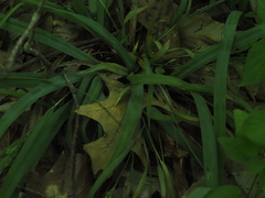 Carex laxiculmis, photograph (c) Summit Metro Parks, some rights reserved (CC BY)