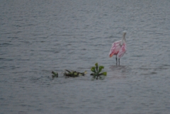 Platalea ajaja