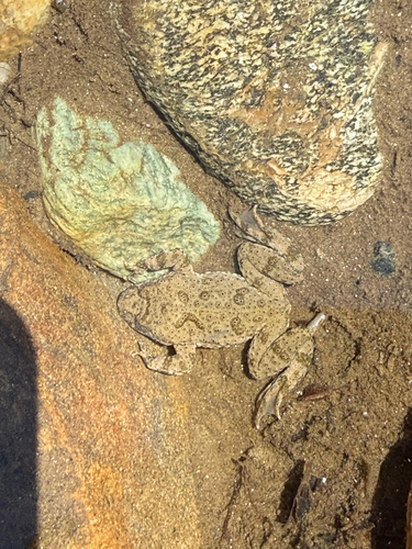 Yellow-bellied Toad