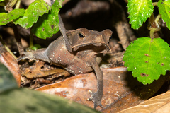 Rhinella dapsilis