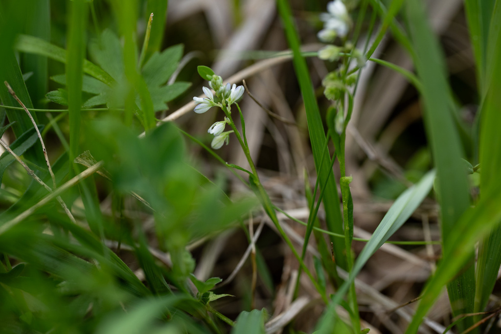 Polygala amarella; photograph (c) Alexis Tinker-Tsavalas, some rights reserved (CC BY)