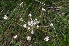 Lomatium