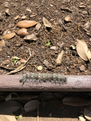 Lasiocampidae