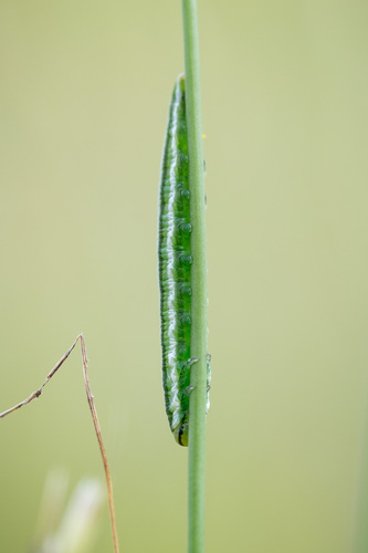 Red-tailed Pine Combhorn