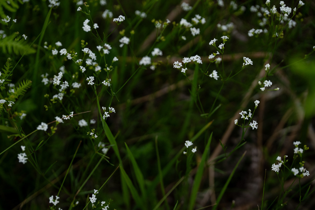 Asperula tinctoria; photograph (c) Alexis Tinker-Tsavalas, some rights reserved (CC BY)