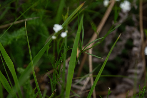 Asperula tinctoria, photograph 3