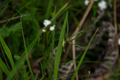 (c) Alexis Tinker-Tsavalas, some rights reserved (CC BY) Asperula tinctoria, photograph (c) Alexis Tinker-Tsavalas, some rights reserved (CC BY)
