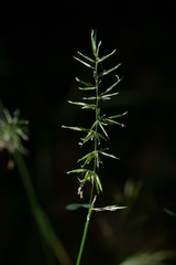 Anthoxanthum aristatum