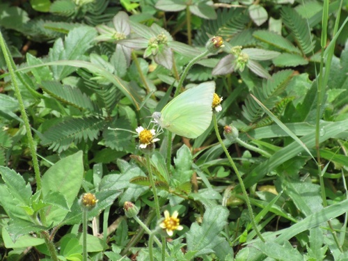 Lemon Migrant