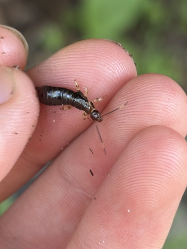 Ring-legged Earwig