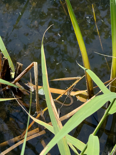 Tessellated Water Snake