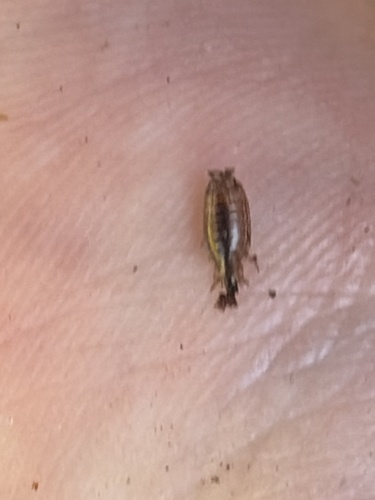 Florida Fast Woodlouse