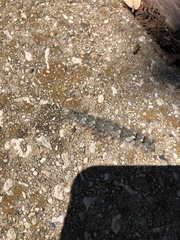 Lasiocampidae