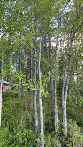 European aspen