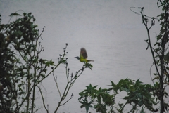 Pitangus sulphuratus