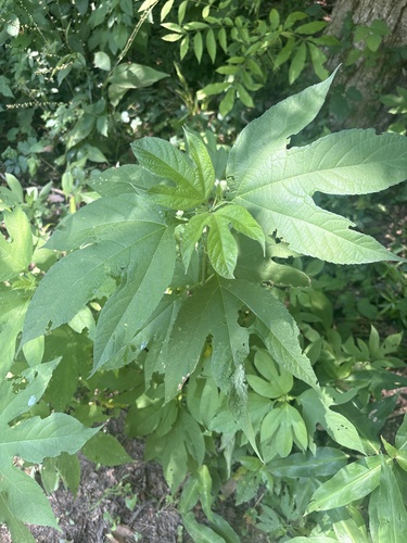 giant ragweed