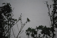 Pitangus sulphuratus