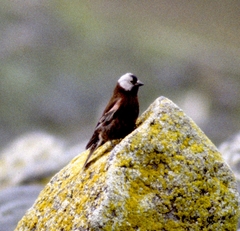 Leucosticte tephrocotis umbrina