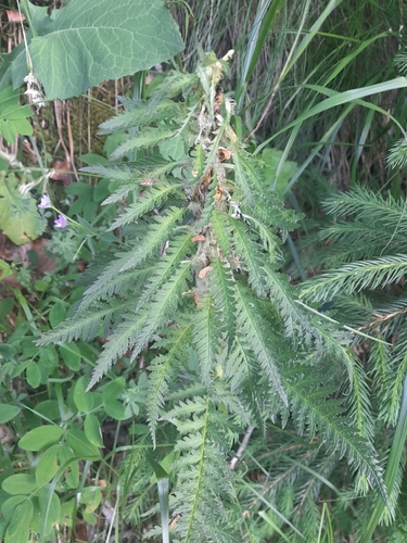 Pedicularis foliosa, photograph 4