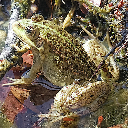 Marsh Frog