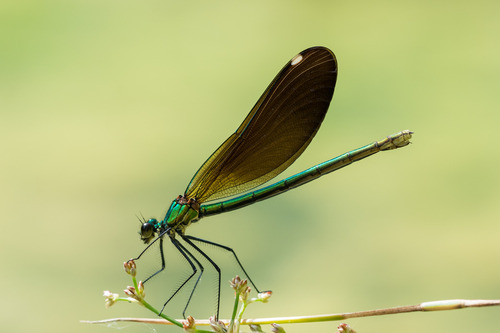 Calopteryx virgo meridionalis