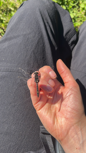 Dot-tailed Whiteface