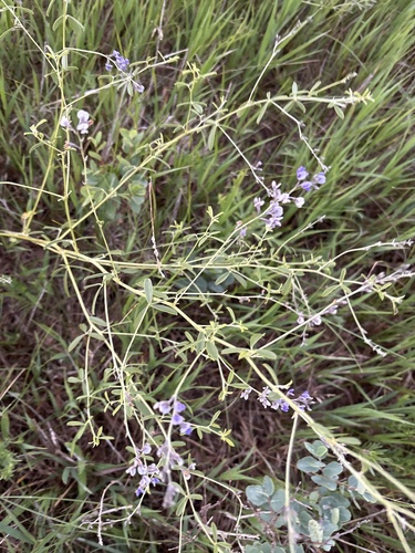 Slimflower Scurfpea