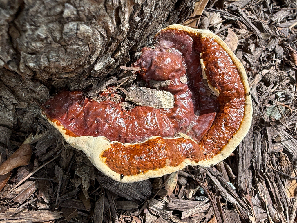 Ganoderma sessile · June 2026 · photo: Photo: (c) Caroline Kane, some rights reserved (CC BY) · iNaturalist