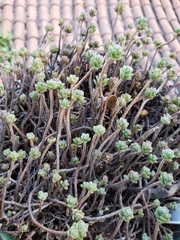Sedum oaxacanum
