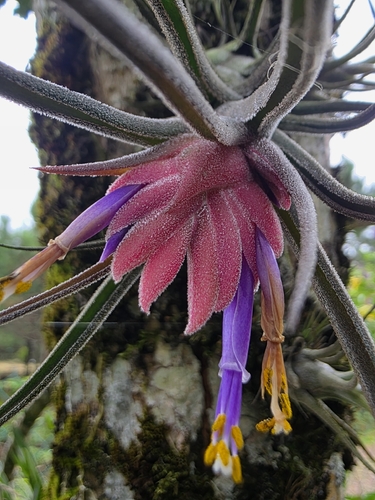 Fuzzywuzzy Airplant