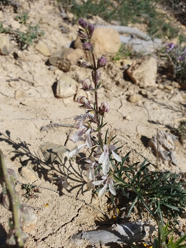 Teucrium pseudochamaepitys, photograph 4