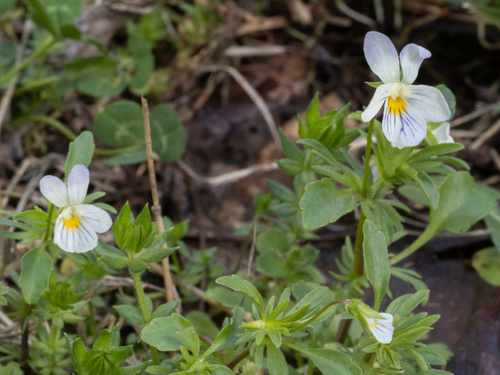 Viola rafinesquei, photograph 1
