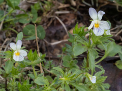 Viola rafinesquei, photograph (c) Turner Brockman, some rights reserved (CC BY-SA)