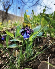 Mertensia oblongifolia