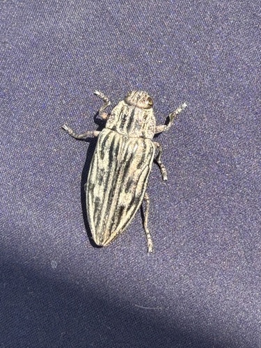 Pine-borer