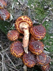 Pholiota glutinosa