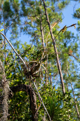 Balbis' airplant