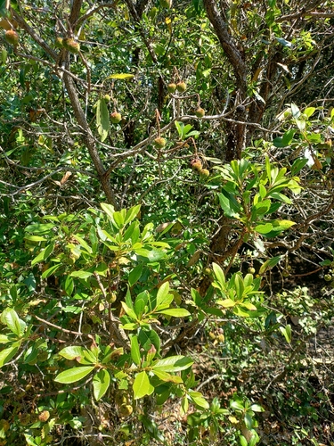 strawberry tree