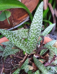 Ledebouria socialis