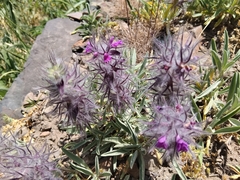 Stachys lavandulifolia